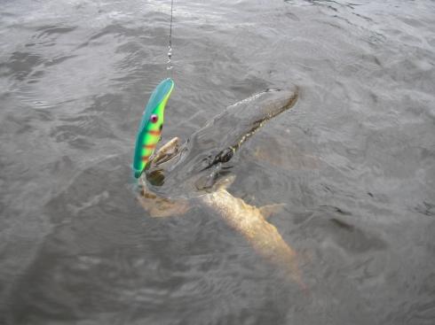 Nice :) - stiuca.jpg